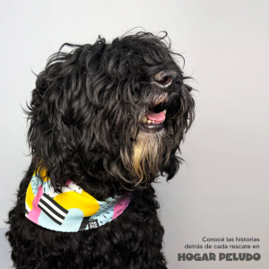 Bandana Estampada 1303